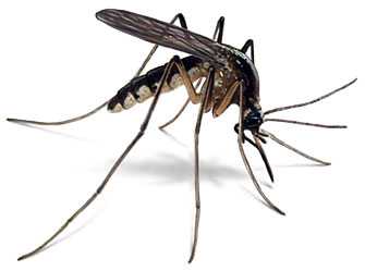 Comment se débarrasser des moustiques