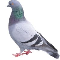 Répulsif pigeon.