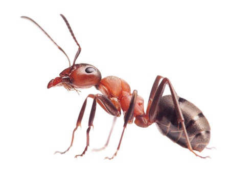 Comment faire pour se débarrasser des fourmis ?